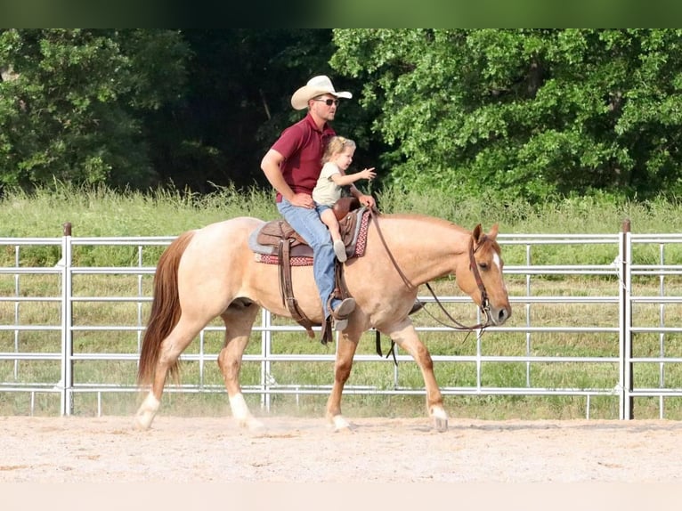 Cheval de trait Croisé Hongre 4 Ans 152 cm in Purdy, MO