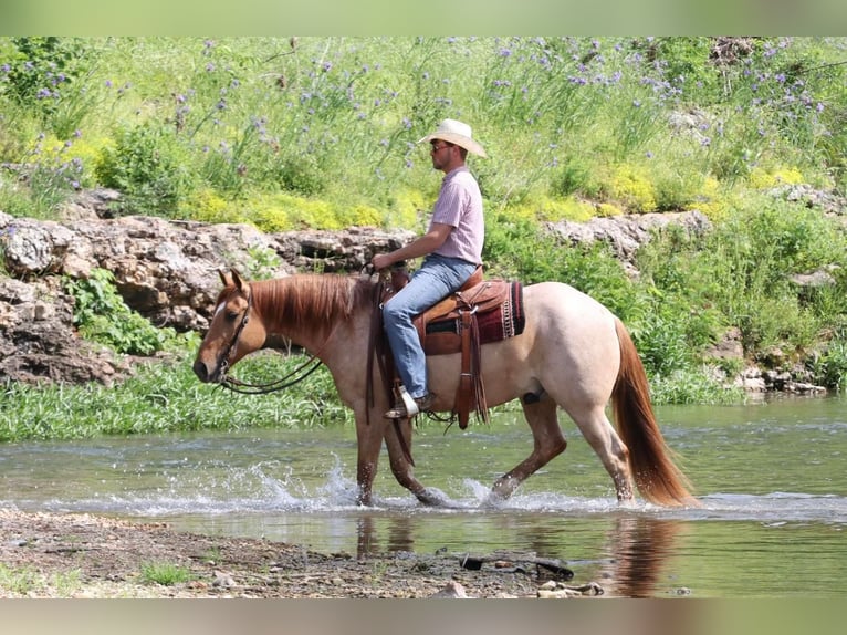Cheval de trait Croisé Hongre 4 Ans 152 cm in Purdy, MO