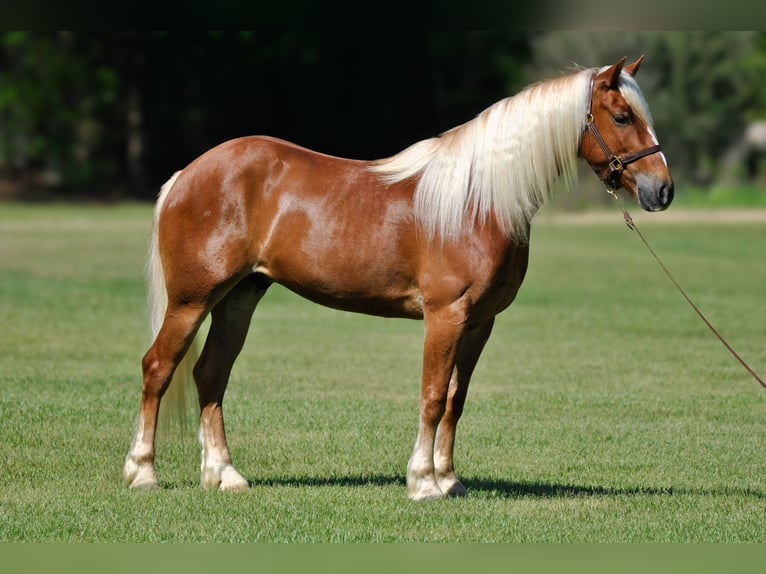 Cheval de trait Croisé Hongre 4 Ans 155 cm Alezan cuivré in Amory