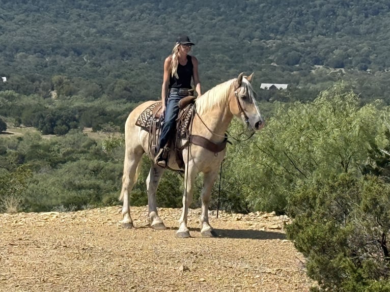 Cheval de trait Croisé Hongre 4 Ans 155 cm Alezan cuivré in Jacksboro,TX