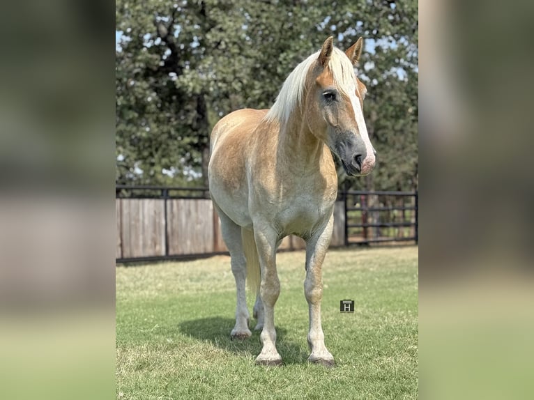 Cheval de trait Croisé Hongre 4 Ans 155 cm Alezan cuivré in Jacksboro,TX