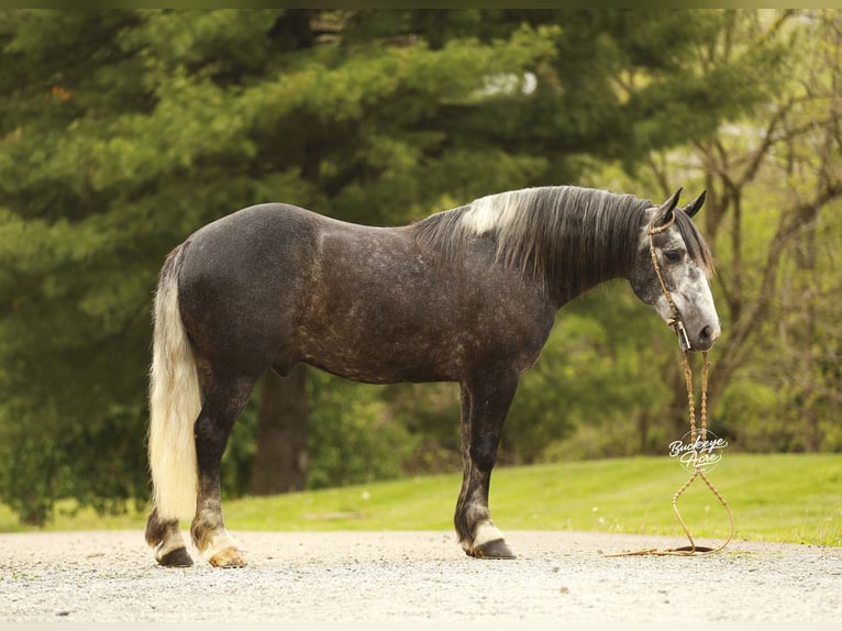 Cheval de trait Croisé Hongre 4 Ans 155 cm Gris pommelé in Millersburg