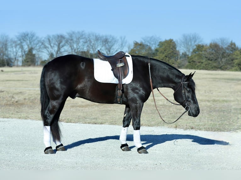Cheval de trait Croisé Hongre 4 Ans 155 cm Noir in Mount Vernon