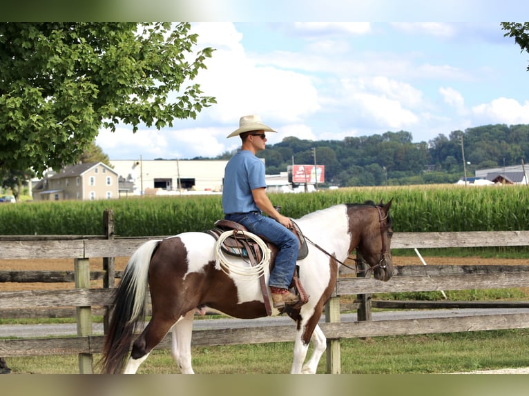 Cheval de trait Hongre 4 Ans 155 cm Pinto in Gap
