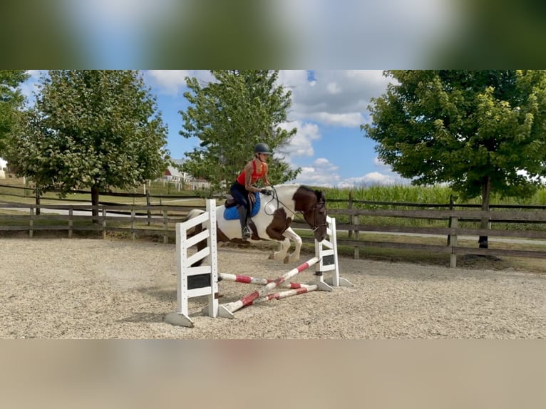 Cheval de trait Hongre 4 Ans 155 cm Pinto in Gap
