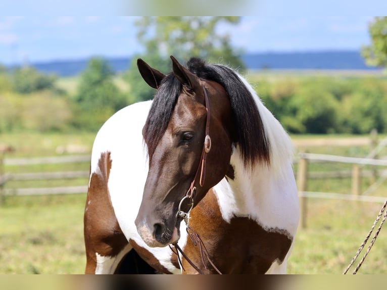 Cheval de trait Hongre 4 Ans 155 cm Pinto in Gap