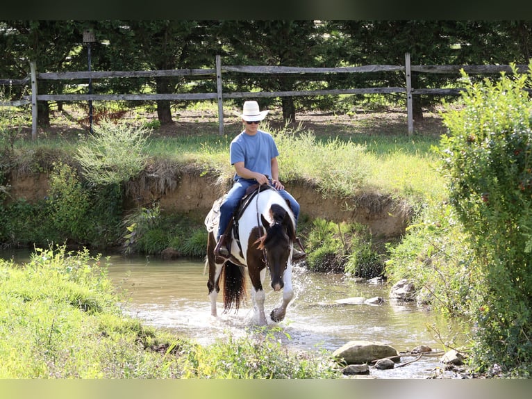 Cheval de trait Hongre 4 Ans 155 cm Pinto in Gap