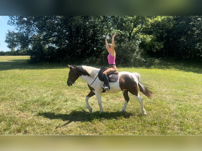 Cheval de trait Hongre 4 Ans 155 cm Pinto in Gap