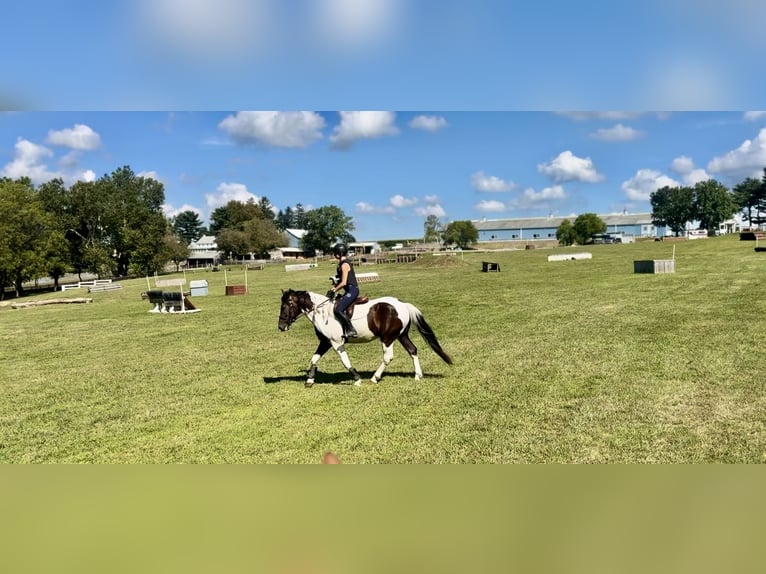 Cheval de trait Hongre 4 Ans 155 cm Pinto in Gap
