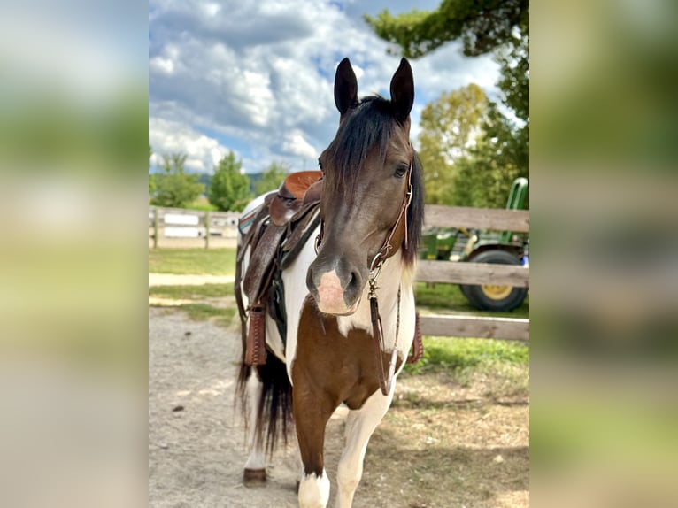 Cheval de trait Hongre 4 Ans 155 cm Pinto in Gap