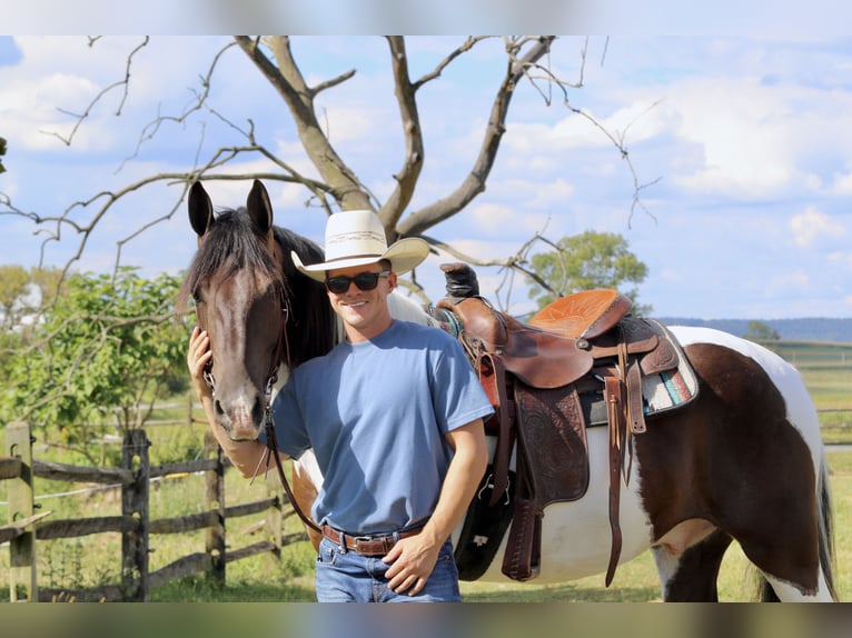 Cheval de trait Hongre 4 Ans 155 cm Pinto in Gap