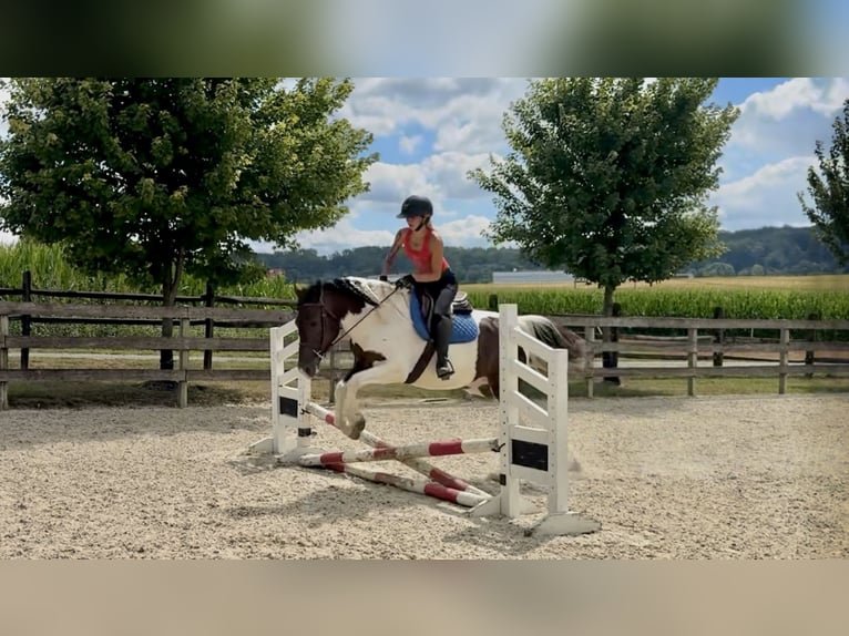 Cheval de trait Hongre 4 Ans 155 cm Pinto in Gap