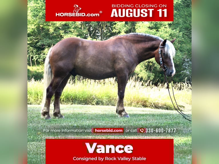 Cheval de trait Croisé Hongre 4 Ans 155 cm in Strasburg, OH