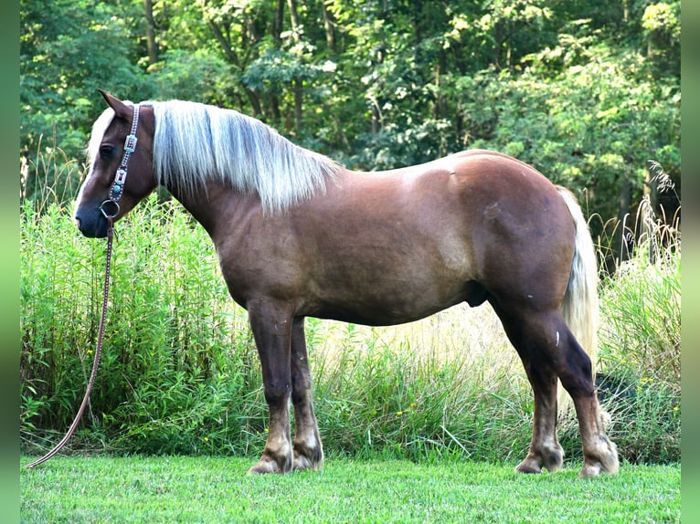 Cheval de trait Croisé Hongre 4 Ans 155 cm in Strasburg, OH