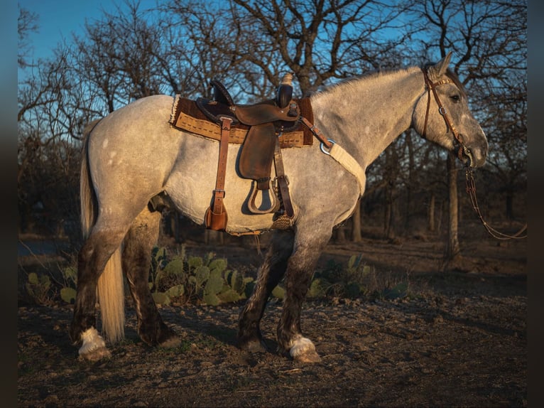Cheval de trait Hongre 4 Ans 157 cm Buckskin in Jacksboro