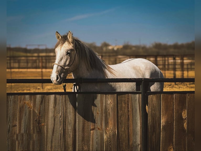 Cheval de trait Hongre 4 Ans 157 cm Buckskin in Jacksboro