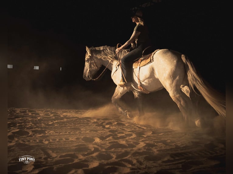 Cheval de trait Hongre 4 Ans 157 cm Buckskin in Jacksboro