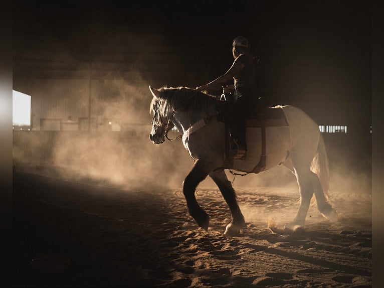 Cheval de trait Hongre 4 Ans 157 cm Buckskin in Jacksboro