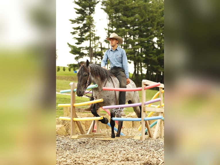 Cheval de trait Croisé Hongre 4 Ans 157 cm Rouan Bleu in Millersburg