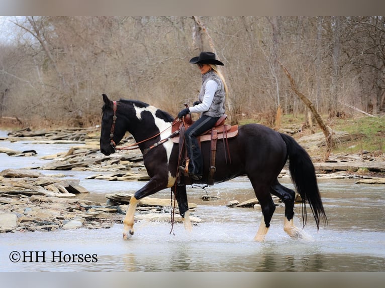 Cheval de trait Hongre 4 Ans 157 cm Tobiano-toutes couleurs in Flemingsburg KY