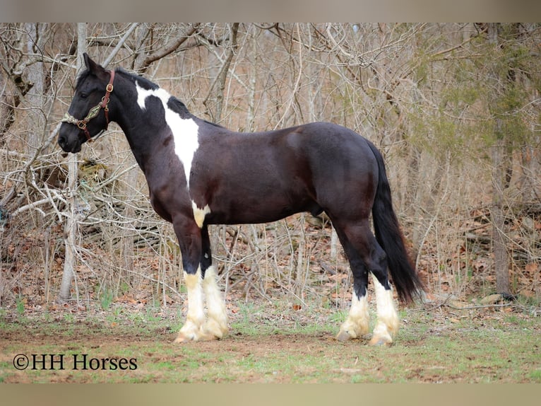 Cheval de trait Hongre 4 Ans 157 cm Tobiano-toutes couleurs in Flemingsburg KY