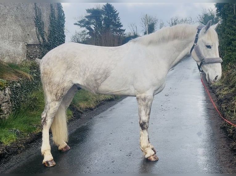 Cheval de trait Hongre 4 Ans 160 cm Gris in Sligo