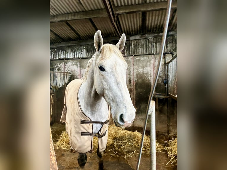 Cheval de trait Hongre 4 Ans 160 cm Gris in Sligo