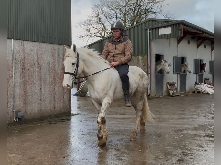 Cheval de trait Hongre 4 Ans 160 cm Gris in Sligo