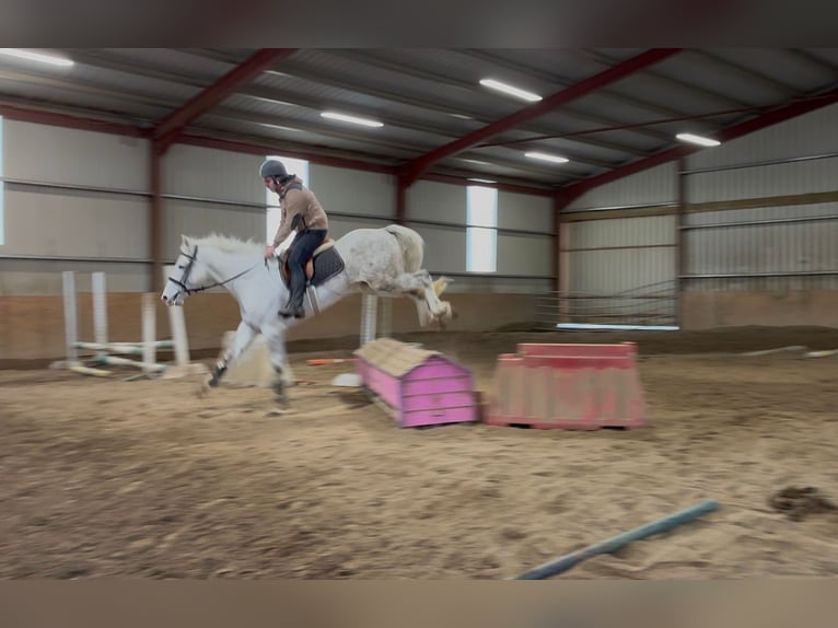 Cheval de trait Hongre 4 Ans 160 cm Gris in Sligo