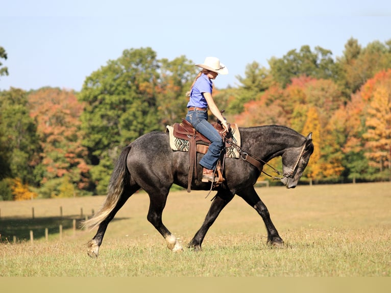 Cheval de trait Croisé Hongre 4 Ans 160 cm Gris in Clarion