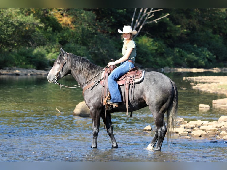 Cheval de trait Croisé Hongre 4 Ans 160 cm Gris in Clarion