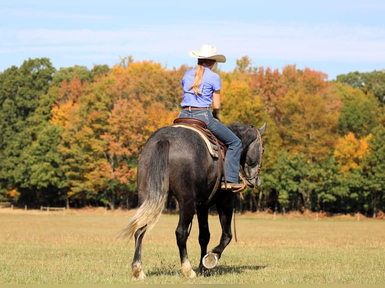 Cheval de trait Croisé Hongre 4 Ans 160 cm Gris in Clarion