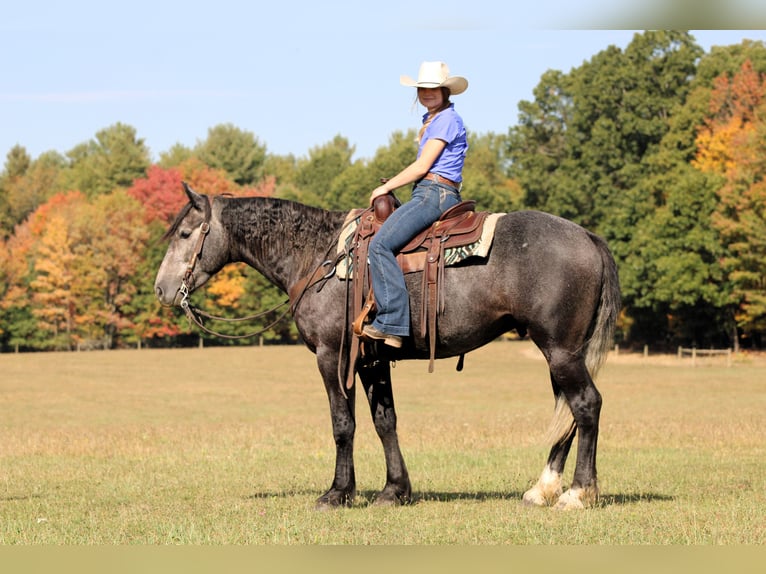 Cheval de trait Croisé Hongre 4 Ans 160 cm Gris in Clarion