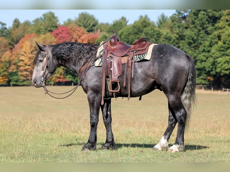 Cheval de trait Croisé Hongre 4 Ans 160 cm Gris in Clarion