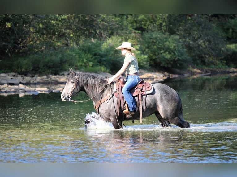 Cheval de trait Croisé Hongre 4 Ans 160 cm Gris in Clarion