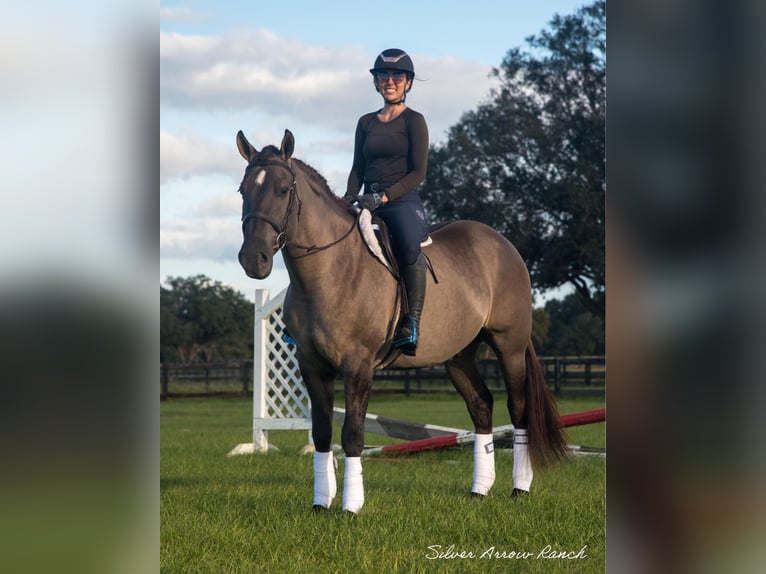 Cheval de trait Croisé Hongre 4 Ans 160 cm Grullo in Ocala, FL