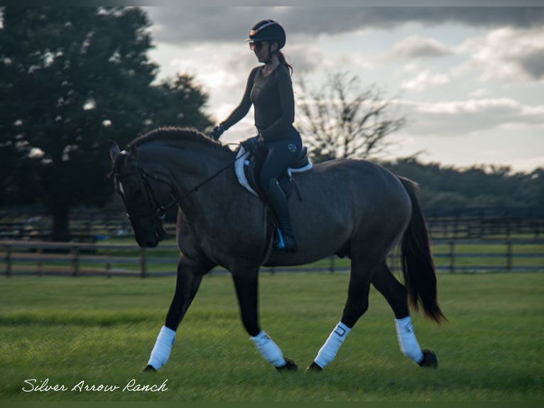 Cheval de trait Croisé Hongre 4 Ans 160 cm Grullo in Ocala, FL