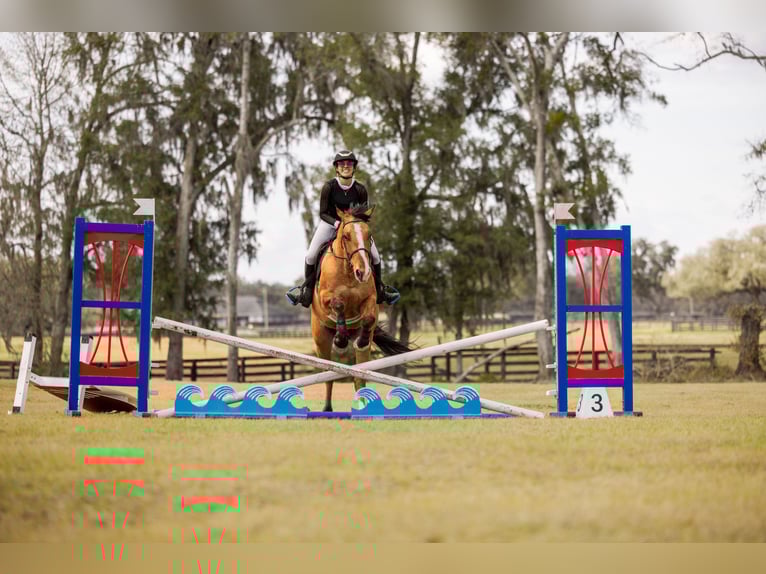 Cheval de trait Croisé Hongre 4 Ans 160 cm Isabelle in Ocala