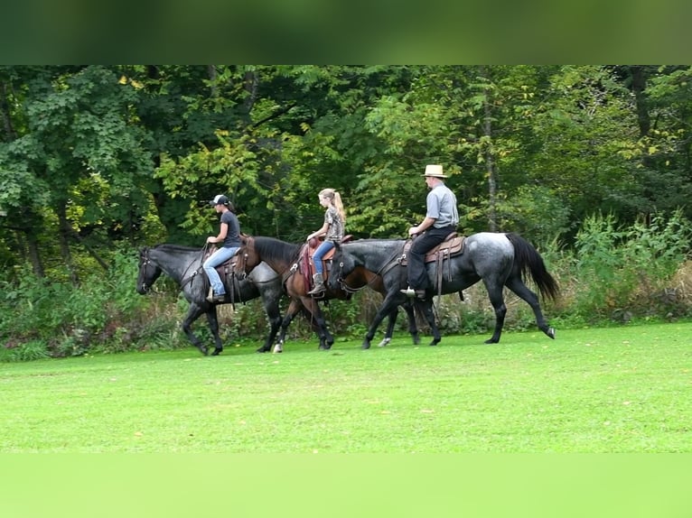 Cheval de trait Croisé Hongre 4 Ans 160 cm Rouan Bleu in Howard, PA