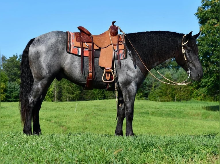 Cheval de trait Croisé Hongre 4 Ans 160 cm Rouan Bleu in Howard, PA