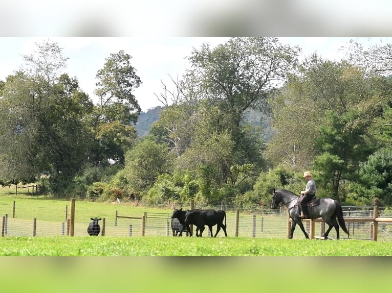 Cheval de trait Croisé Hongre 4 Ans 160 cm Rouan Bleu in Howard, PA