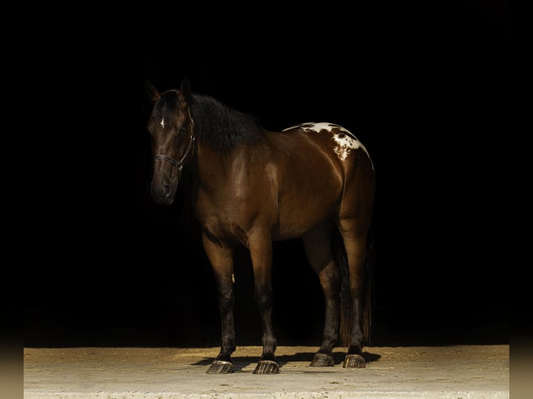 Cheval de trait Hongre 4 Ans 163 cm Bai cerise in Nevis, MN
