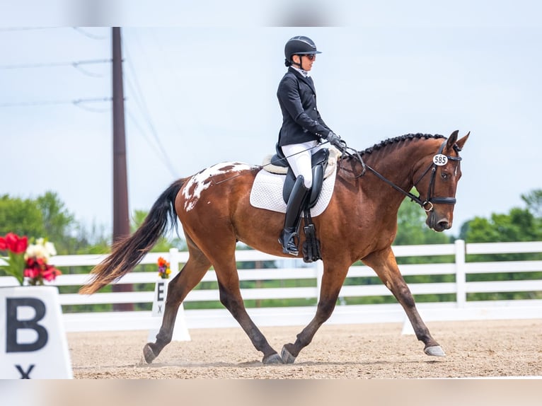 Cheval de trait Hongre 4 Ans 163 cm Bai cerise in Nevis, MN