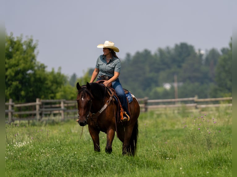 Cheval de trait Hongre 4 Ans 163 cm Bai cerise in Nevis, MN