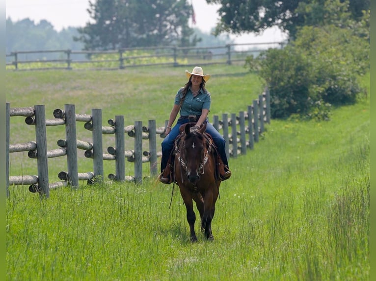 Cheval de trait Hongre 4 Ans 163 cm Bai cerise in Nevis, MN