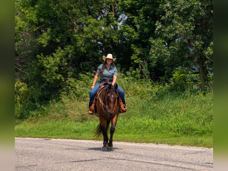 Cheval de trait Hongre 4 Ans 163 cm Bai cerise in Nevis, MN