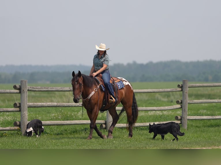Cheval de trait Hongre 4 Ans 163 cm Bai cerise in Nevis, MN