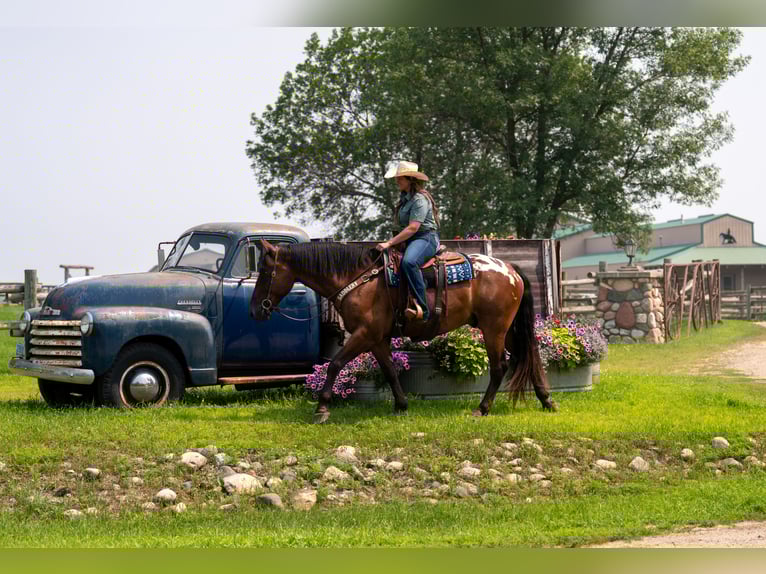 Cheval de trait Hongre 4 Ans 163 cm Bai cerise in Nevis, MN