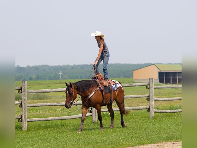 Cheval de trait Hongre 4 Ans 163 cm Bai cerise in Nevis, MN