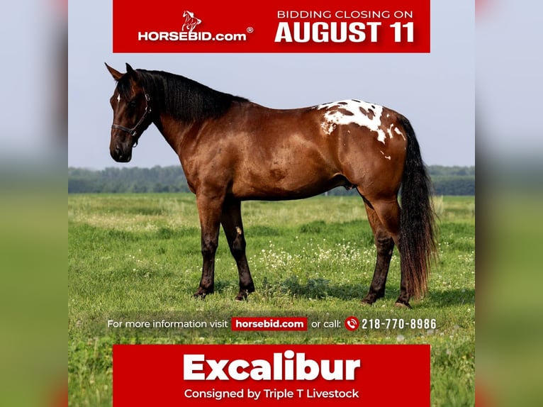 Cheval de trait Hongre 4 Ans 163 cm Bai cerise in Nevis, MN